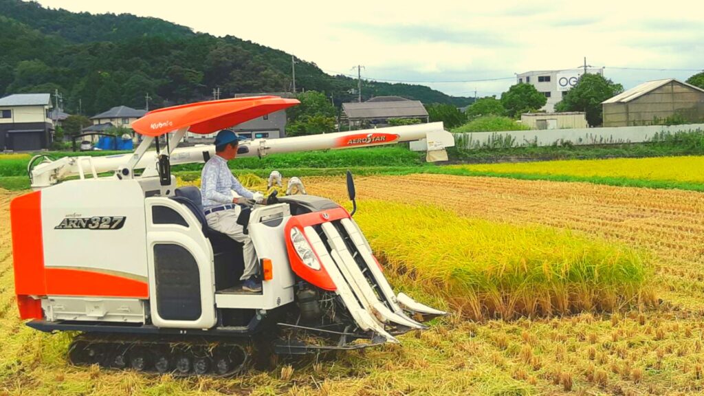 丹波のこしひかり収穫風景