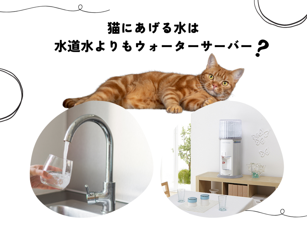 猫にあげる水は水道水よりもウォーターサーバー？
