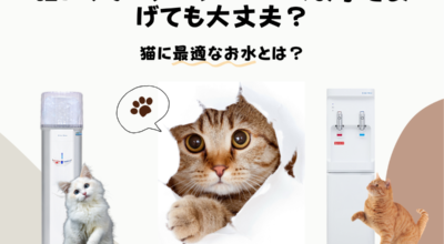 猫にウォーターサーバーのお水をあげても大丈夫？猫に最適なお水とは？