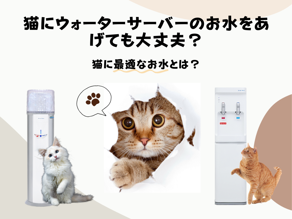 猫にウォーターサーバーのお水をあげても大丈夫？猫に最適なお水とは？